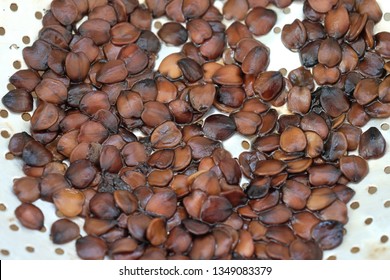 Mexican Calabash Seeds