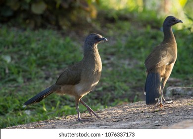 Mexican Chachalaca (ortalis)