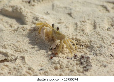 Mexican Crab At The Beach