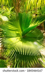 Mexican Fan Palm Tree Leaves In The Garden.