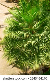 Mexican Fan Palm Tree Leaves In The Garden.