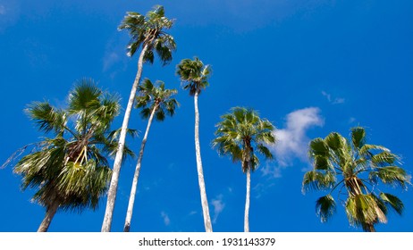 Mexican Fan Palm Trees In South Texas