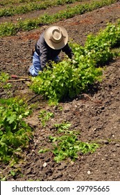 Mexican Farm Worker Culling, Pruning, And Weeding Grape Plants By Hand In Kern County, California Vineyard