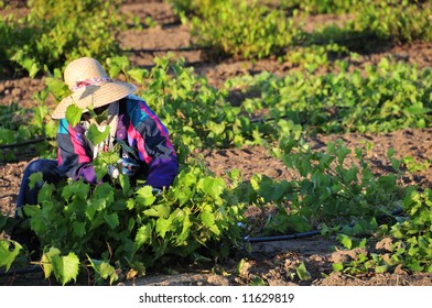 Mexican Farm Worker Trims Grape Plants In California