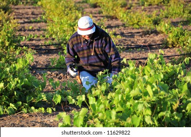 Mexican Farm Worker Trims Grape Plants In California