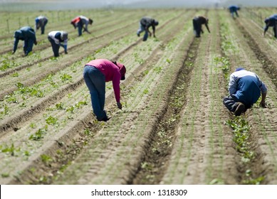 Mexican Farm Workers Weeding In The Field By Hand, San Joaquin Valley, California