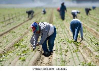 Mexican Farm Workers Weeding In The Field By Hand, San Joaquin Valley, California