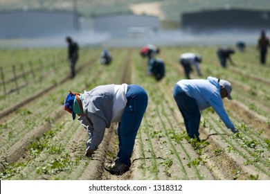 Mexican Farm Workers Weeding In The Field By Hand, San Joaquin Valley, California