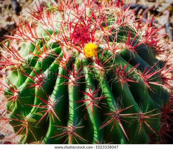 Mexican Fire Barrel Cactus\
- Bright red spines and yellow flower contrast with the green base\
of a Mexican Fire Barrel Cactus.  Photo captured in Phoenix,\
Arizona.