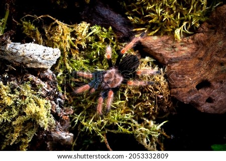Mexican fireleg spider Brachypelma boehmei