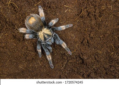 Mexican Fireleg Tarantula Brachypelma On Background Stock Photo ...