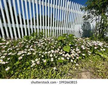 Mexican Fleabane (Erigeron Karvinskianus) Flowering.