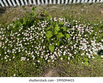 Mexican Fleabane (Erigeron Karvinskianus) Flowering.