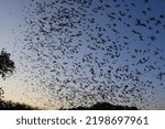 Mexican free tailed bats exiting Bracken Bat Cave