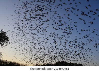 Mexican Free Tailed Bats Exiting Bracken Bat Cave