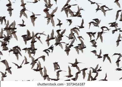 Mexican Freetail Bats Flying