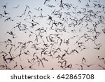 Mexican Free-Tailed Bats leaving a south Texas cave