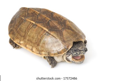 Mexican Giant Musk Turtle Staurotypus Triporcatus Stock Photo 17572486 ...