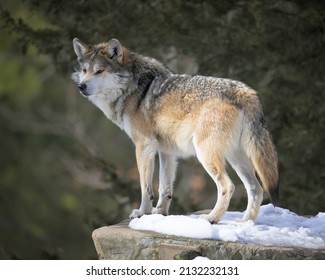 Mexikanischer Grauwolf (Canis lupus baileyi) auf schneebedecktem Felsen im Winterwald