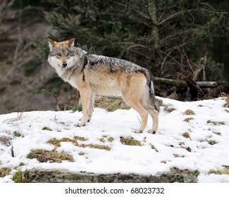 Mexican Gray Wolf (Canis Lupus Baileyi)