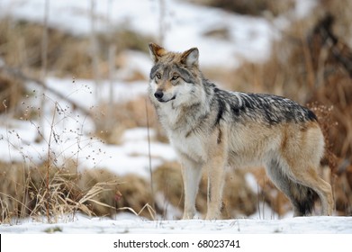 Mexican Gray Wolf (Canis Lupus Baileyi)