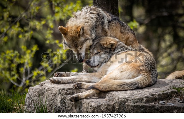 Mexican Gray wolf love\
couple
