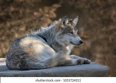 メキシコオオカミ の画像 写真素材 ベクター画像 Shutterstock