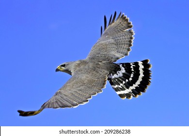 Mexican Grey Hawk Soaring