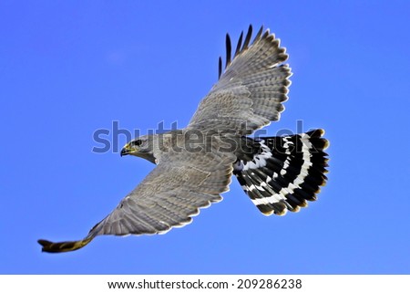 Mexican Grey Hawk Soaring