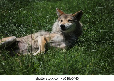 Mexican Grey Wolf