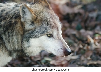 Mexican Grey Wolf (Canis Lupus Baileyi)