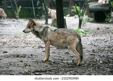 Mexican Grey Wolf In A Zoo