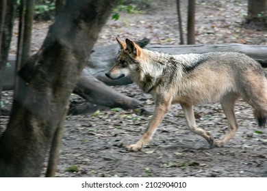 Mexican Grey Wolf In A Zoo