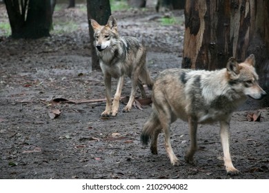 Mexican Grey Wolf In A Zoo