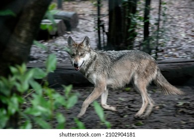 Mexican Grey Wolf In A Zoo