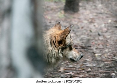 Mexican Grey Wolf In A Zoo