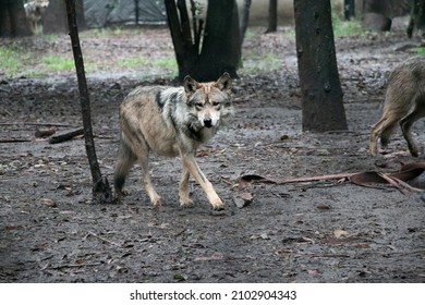 Mexican Grey Wolf In A Zoo