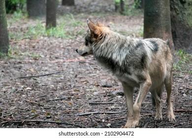 Mexican Grey Wolf In A Zoo