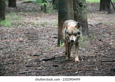 Mexican Grey Wolf In A Zoo