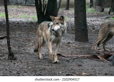 Mexican Grey Wolf In A Zoo