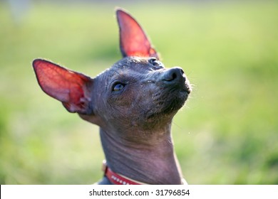 Mexican Hairless Dog