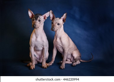 Mexican Hairless Dog