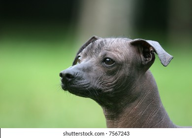 Mexican Hairless Dog