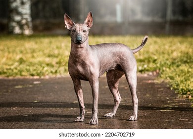 Mexican Hairless Dog In Autumn