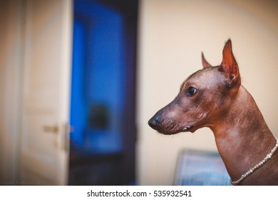 Mexican Hairless Dog Breed