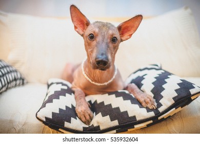 Mexican Hairless Dog Breed