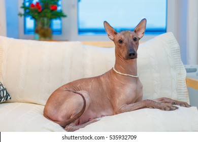 Mexican Hairless Dog Breed