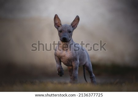 Mexican hairless dog puppy portait of breed