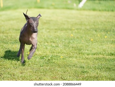 Mexican Hairless Dog Running Towards The Camera In A Short Grass Field