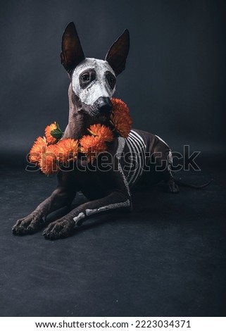 Mexican Hairless dog with sceleton art at Halloween with orange flowers